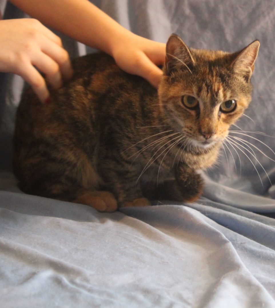 Bunny, Adoptable, Adult Female Torbie.