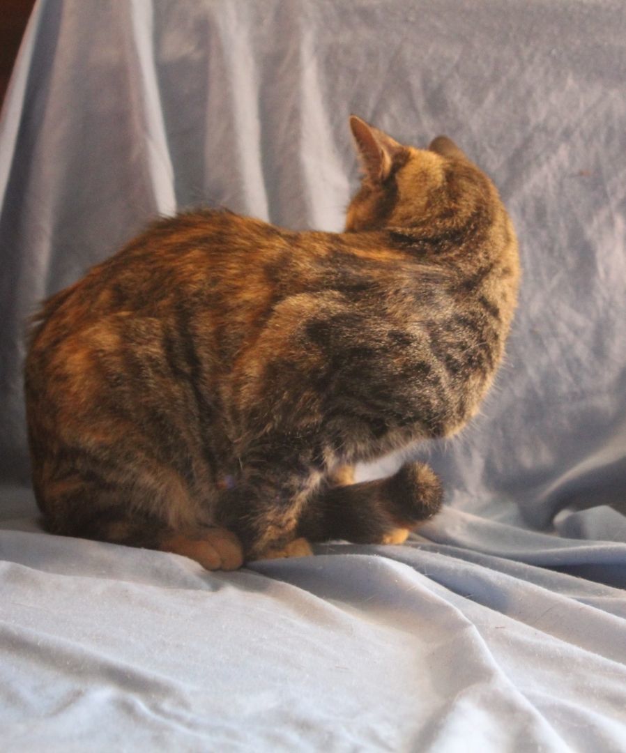 Enlarge Bunny, a Adoptable Torbie in Harwinton, CT image 4/5