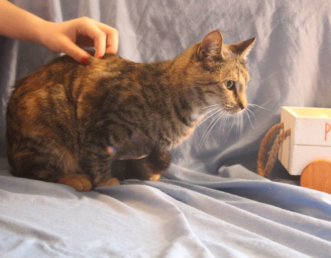 Enlarge Bunny, a Adoptable Torbie in Harwinton, CT image 5/5