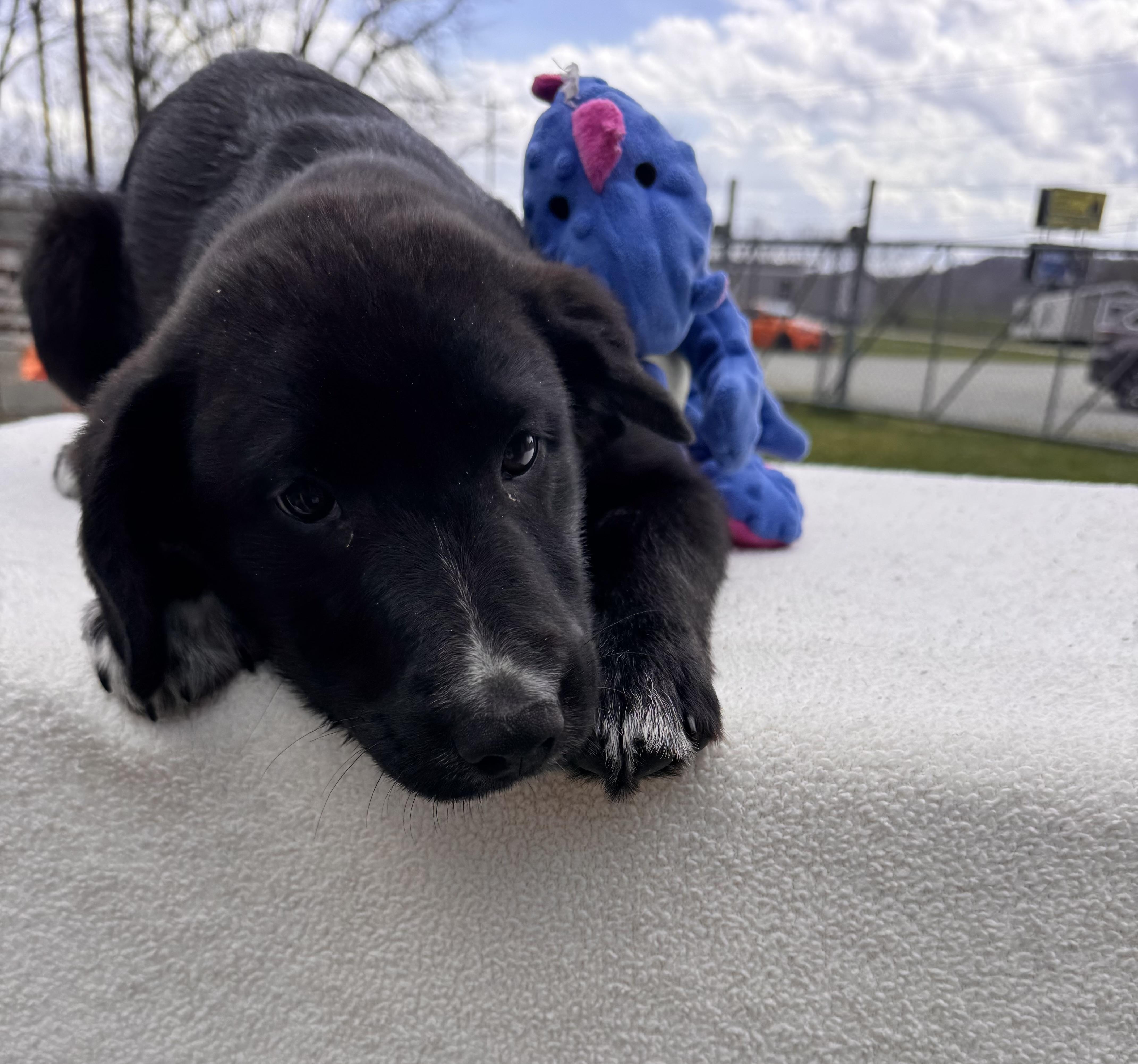 Hershey, ADOPTABLE, Puppy Male Border Collie.
