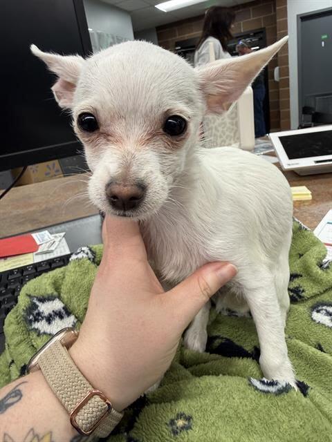 Squeak, Adoptable, Puppy Male Chihuahua.