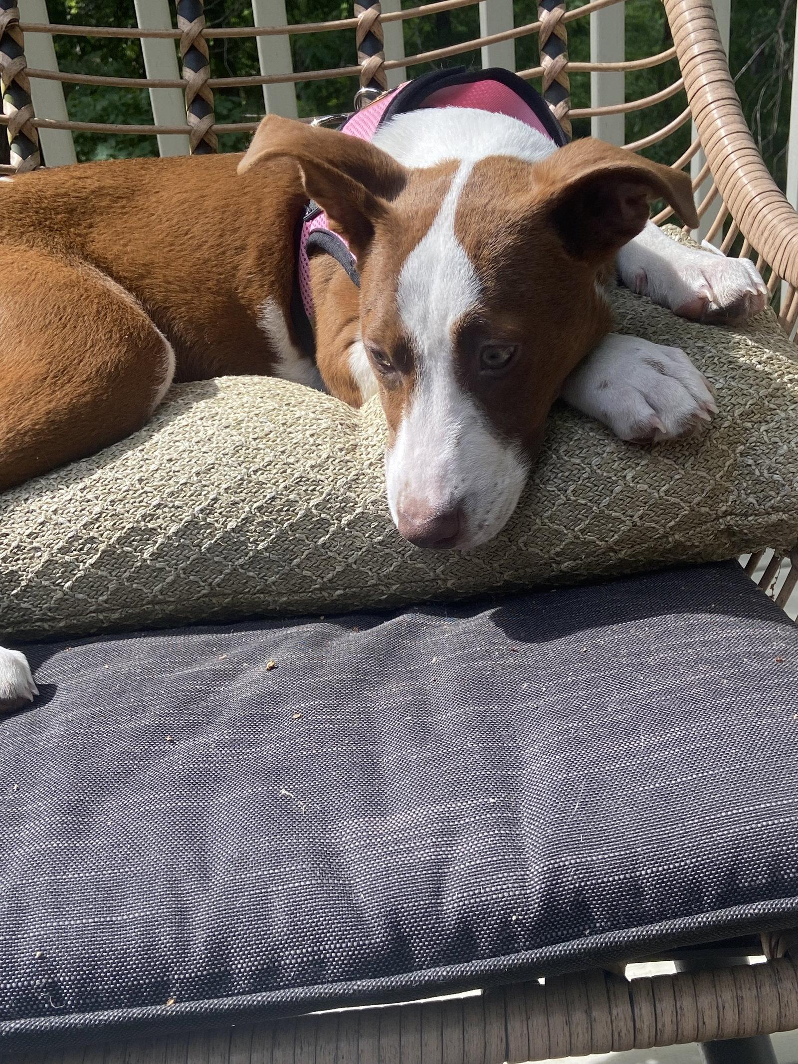 Patsy, a Adoptable mixed breed in Ball Ground, GA image 1/2