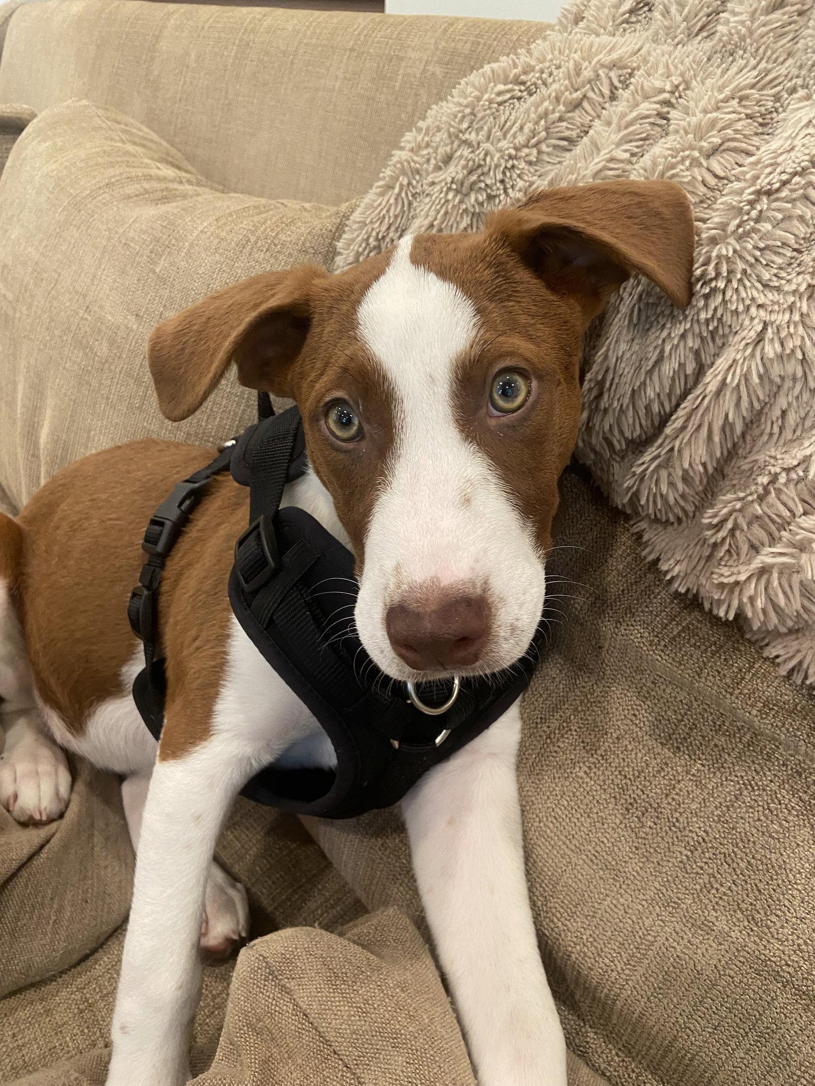 Patsy, Adoptable, Young Female Hound & Whippet.