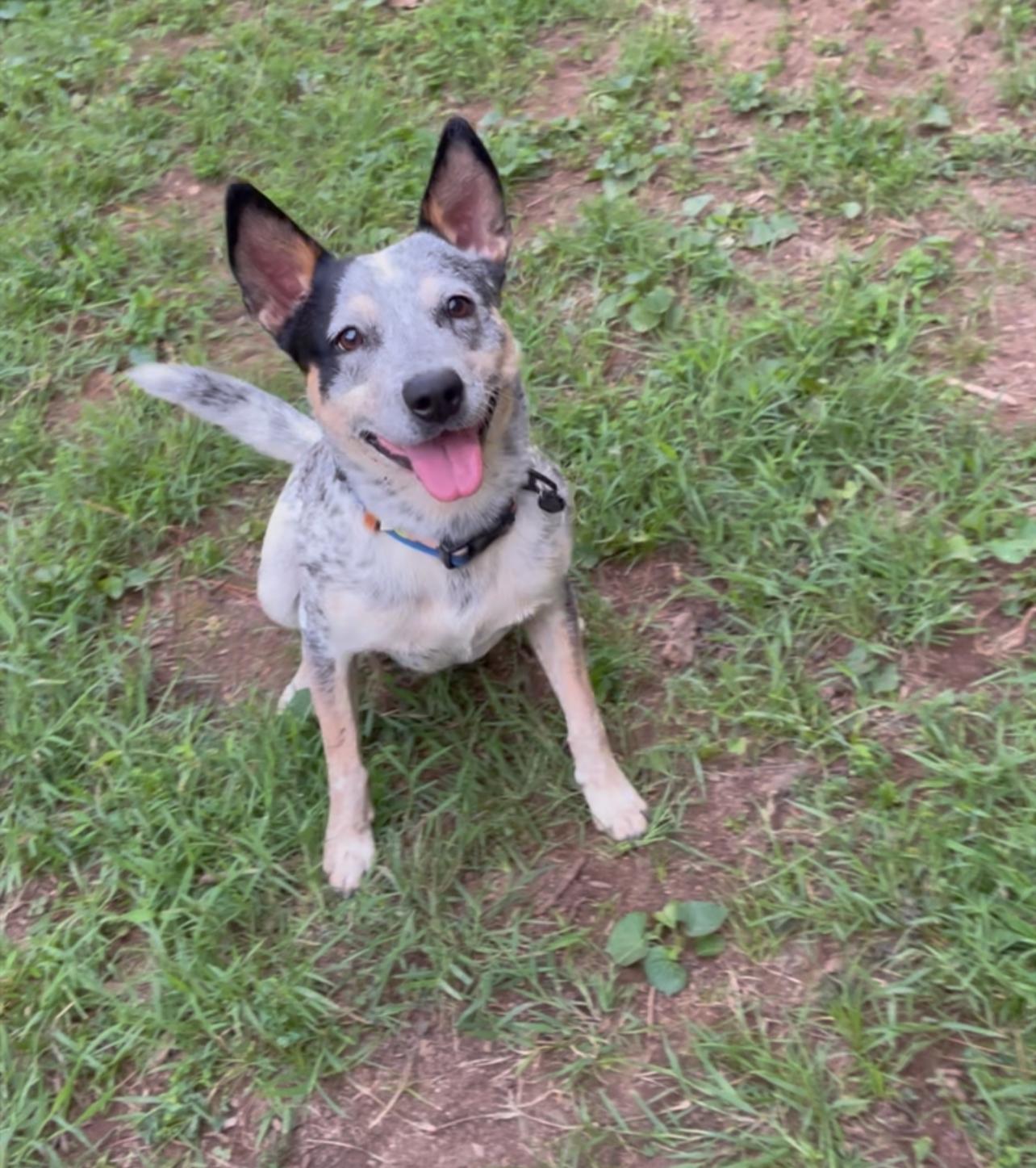 Kenobi, adoptable, Young Male Australian Cattle Dog / Blue Heeler.