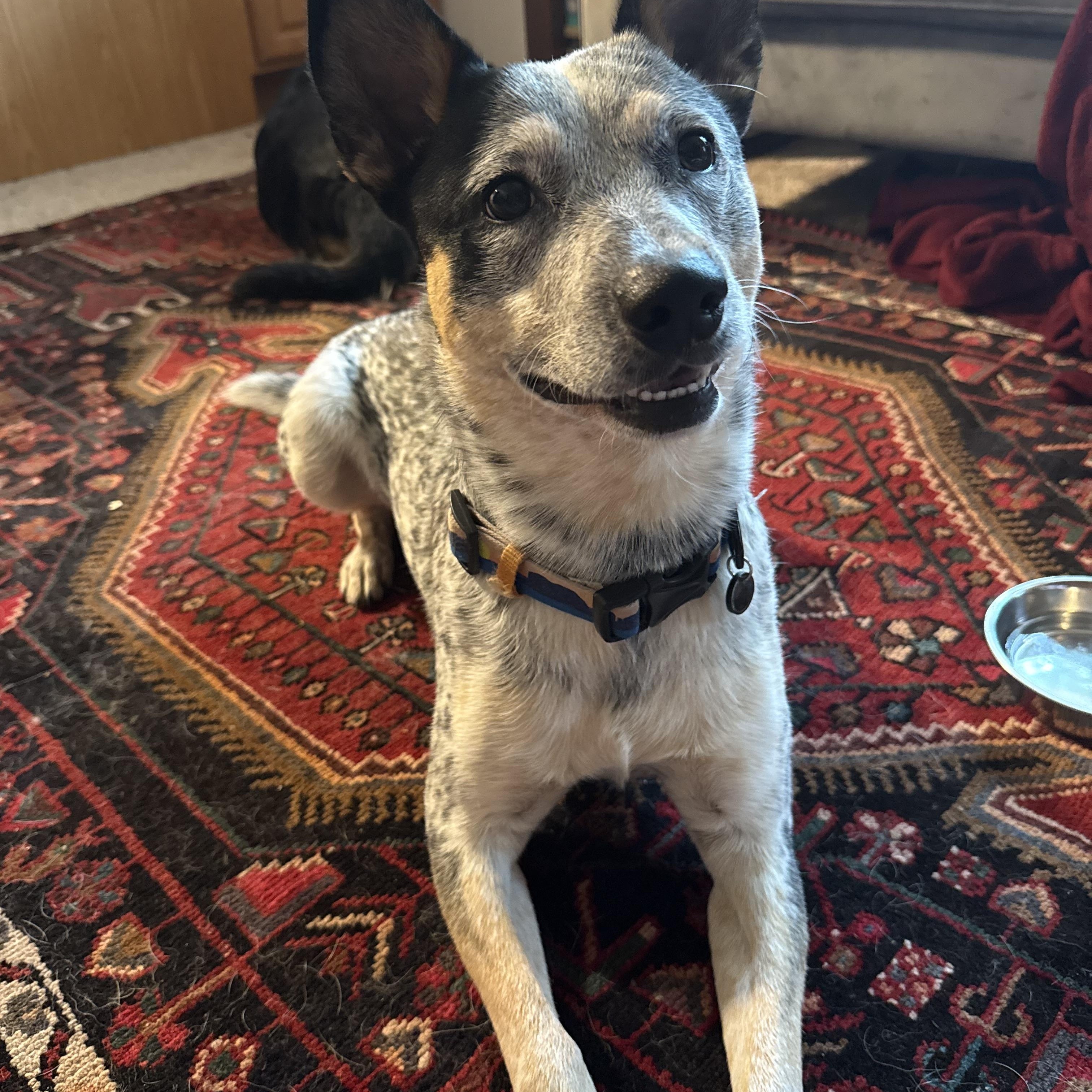 Kenobi, an adoptable Australian Cattle Dog / Blue Heeler in Raleigh, NC image 3/4