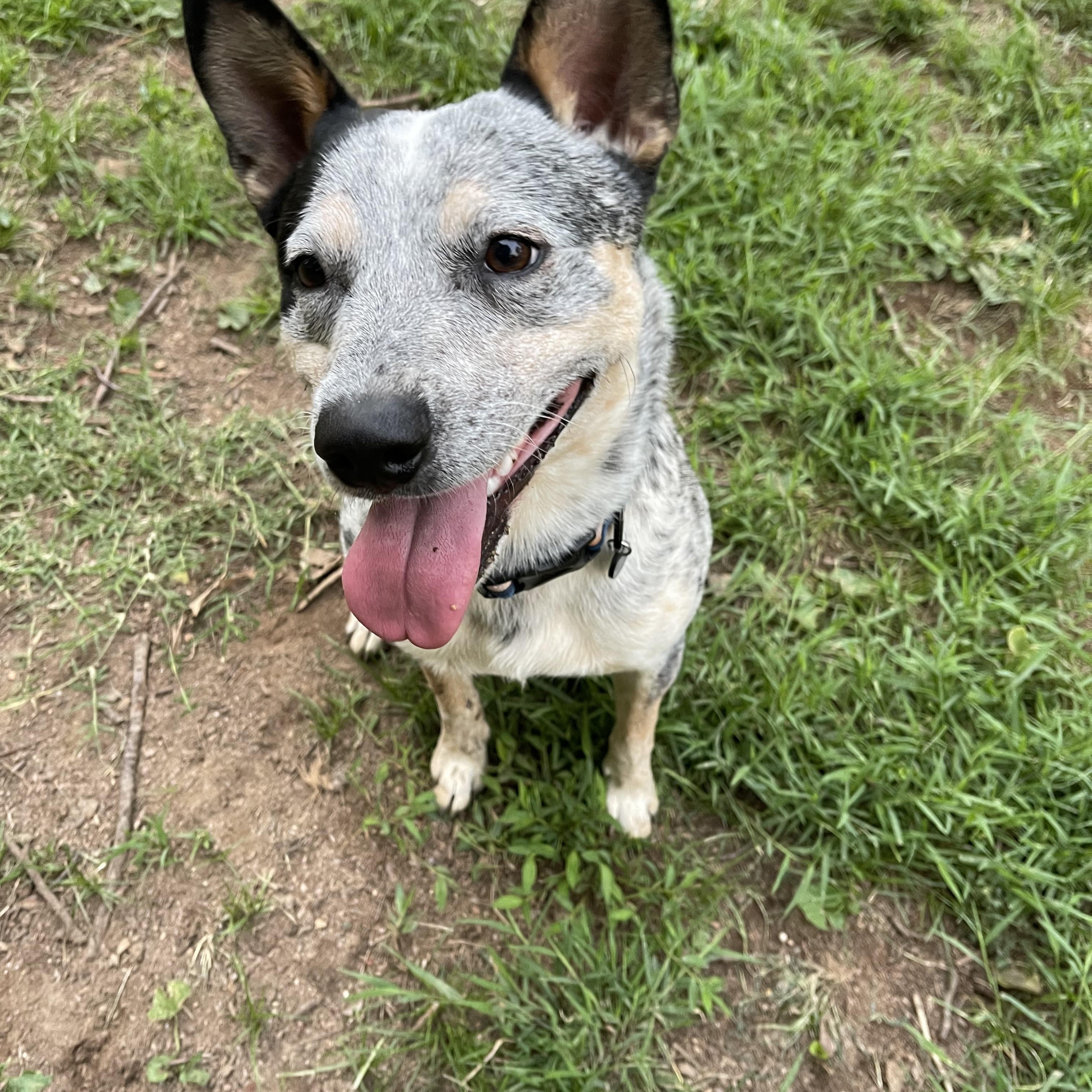 Kenobi, an adoptable Australian Cattle Dog / Blue Heeler in Raleigh, NC image 2/4