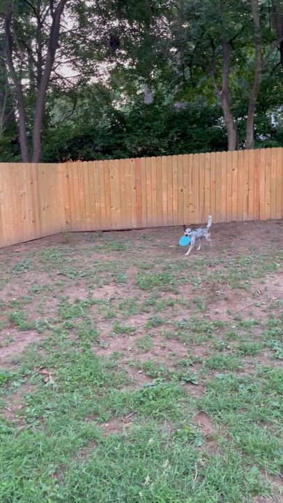 Enlarge Kenobi, an adoptable Australian Cattle Dog / Blue Heeler in Raleigh, NC video 4/4