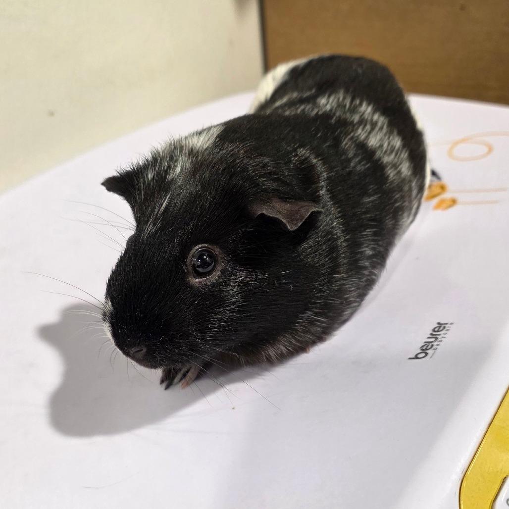 Sox, Adoptable, Adult Female Guinea Pig & Guinea Pig.
