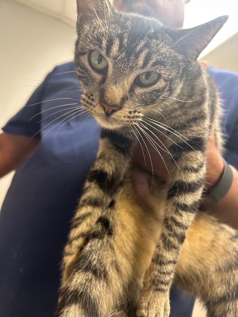 Bailey, Adoptable, Young Female Domestic Short Hair.