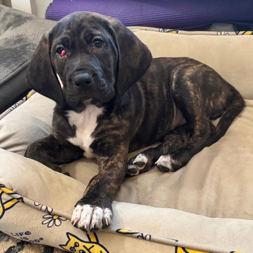 Lady, ADOPTABLE, Puppy Female Bloodhound & Hound.