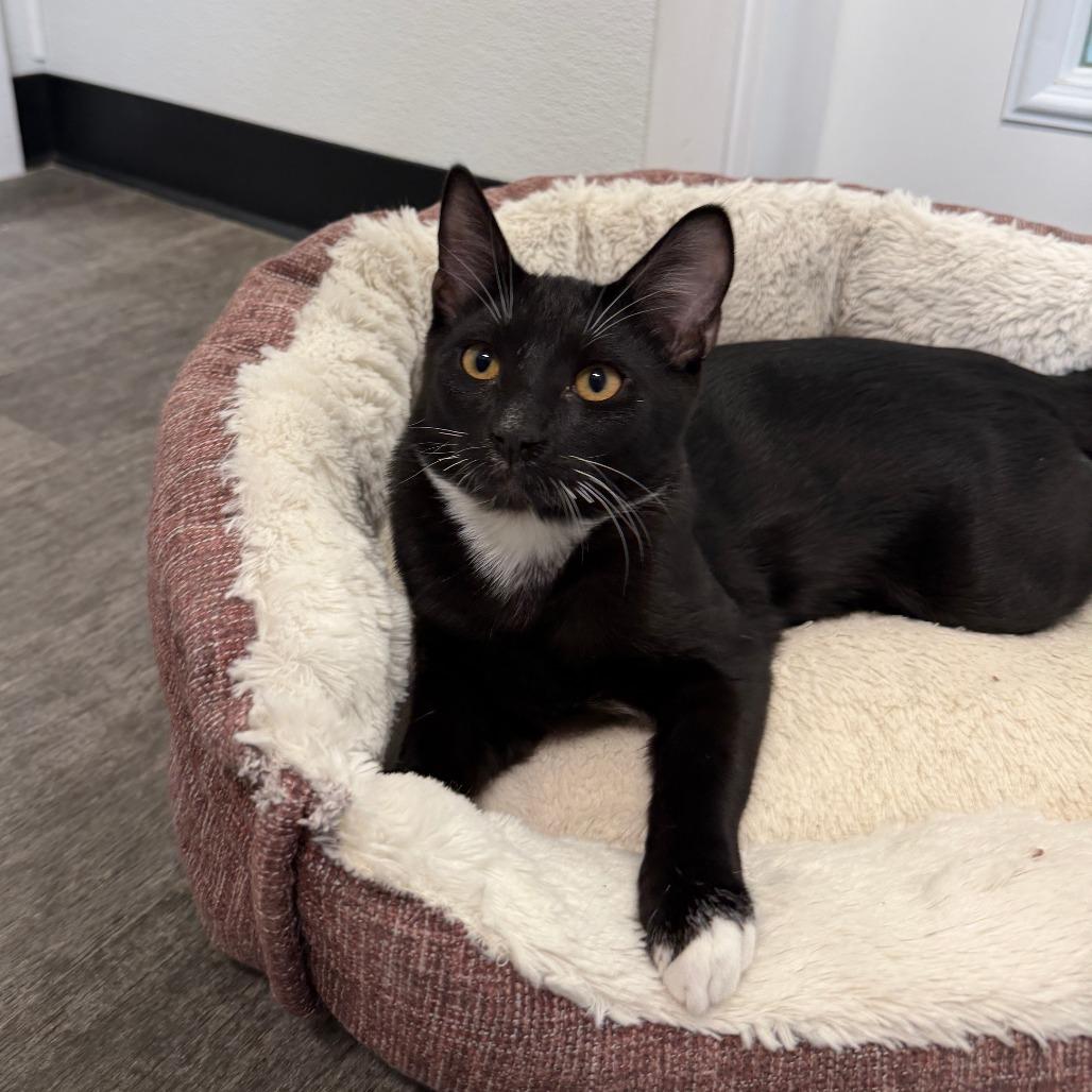 Johnie, Adoptable, Young Male Domestic Short Hair.