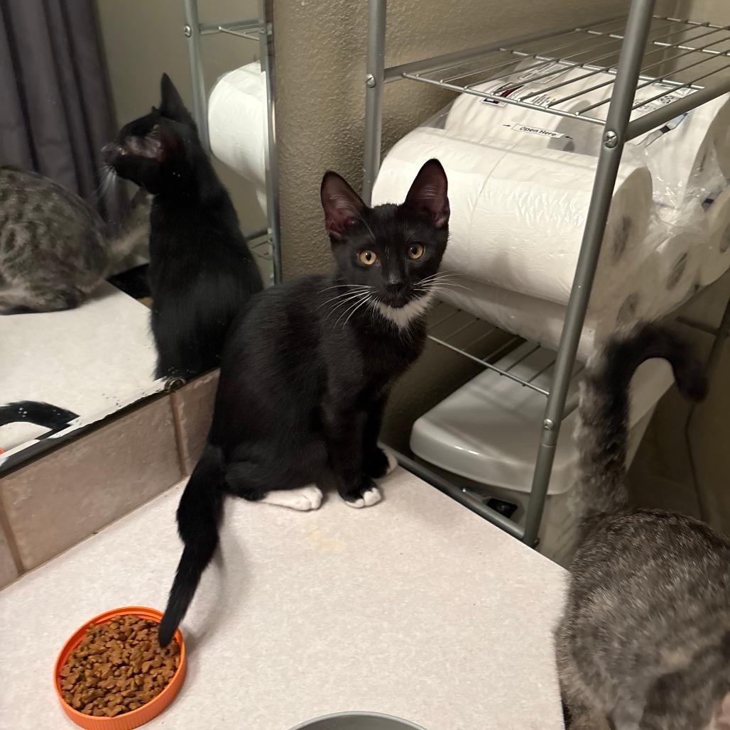 Johnie, Adoptable, Kitten Male Domestic Short Hair.