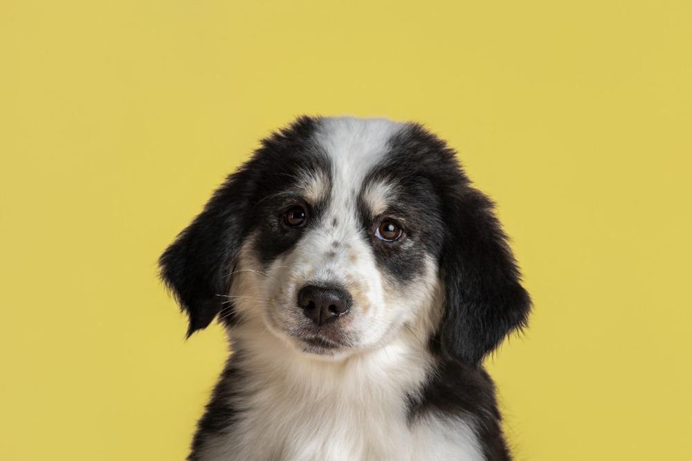 Enlarge Dottie, a Adoptable mixed breed in Wolcott, CT image 2/6