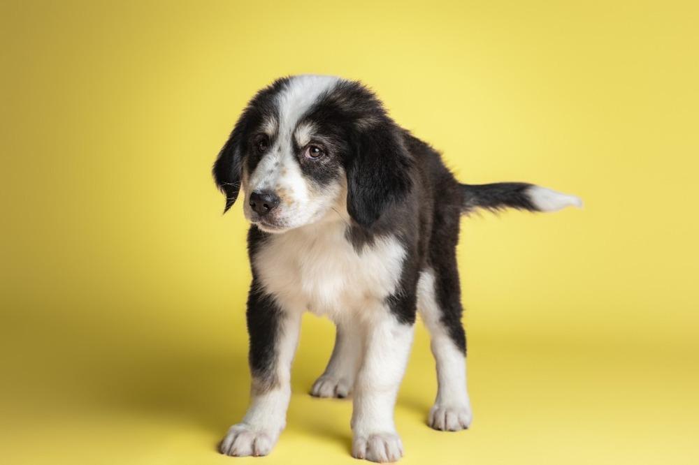 Enlarge Dottie, a Adoptable mixed breed in Wolcott, CT image 3/6