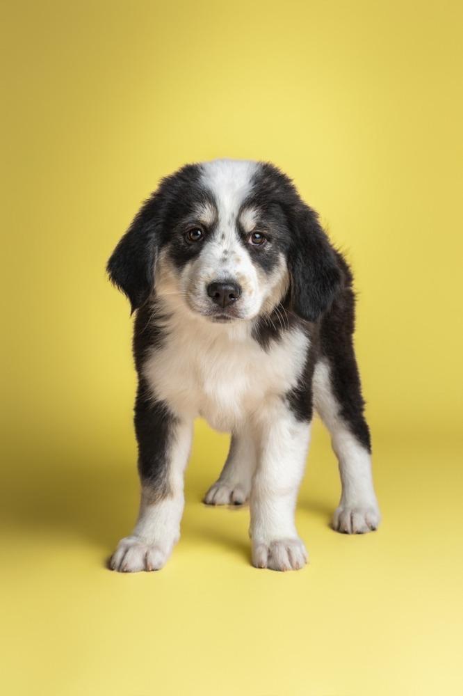 Enlarge Dottie, a Adoptable mixed breed in Wolcott, CT image 4/6