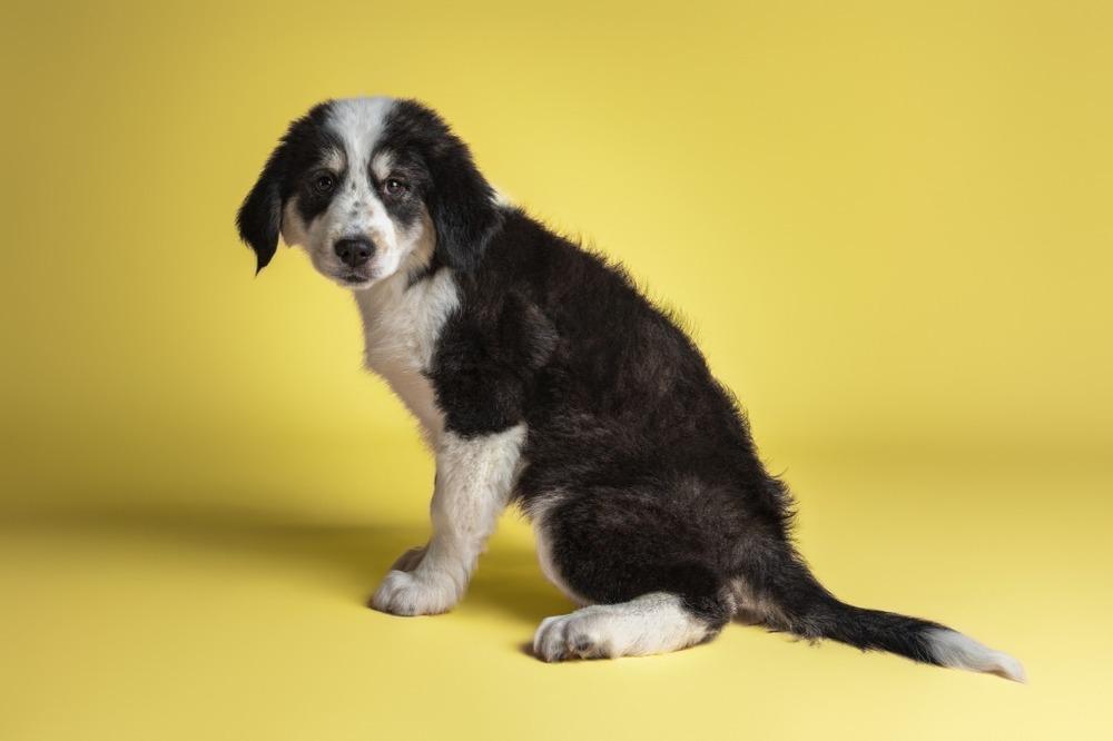 Enlarge Dottie, a Adoptable mixed breed in Wolcott, CT image 5/6