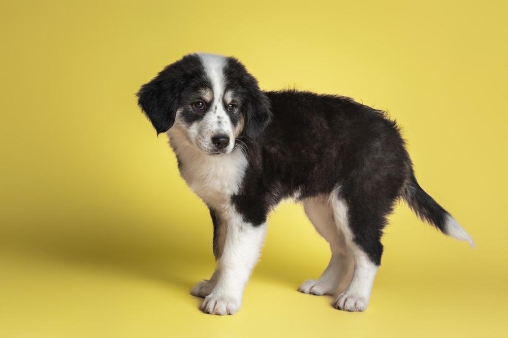 Enlarge Dottie, a Adoptable mixed breed in Wolcott, CT image 6/6