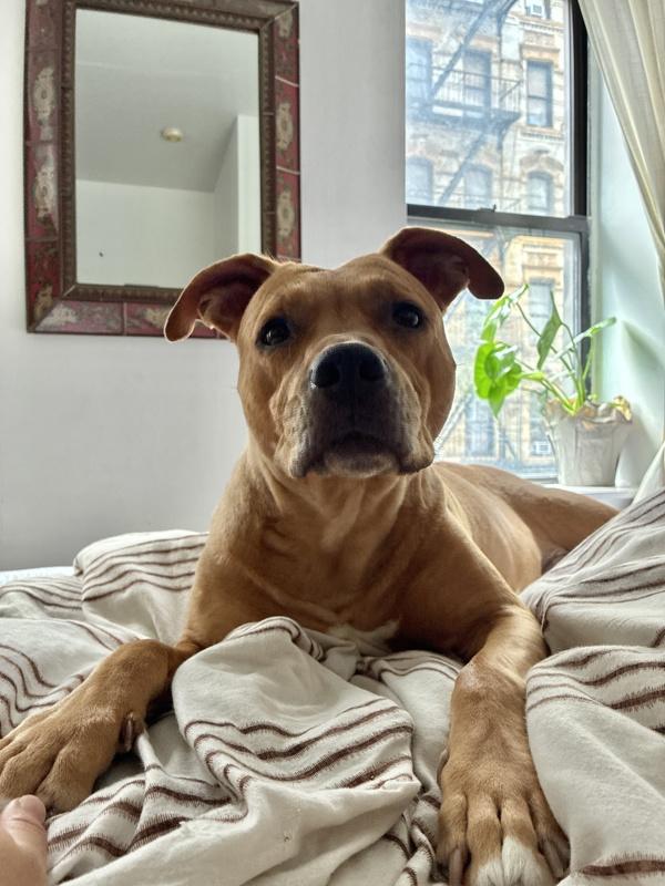 Enlarge Kali, a Adoptable mixed breed in New York, NY image 1/1