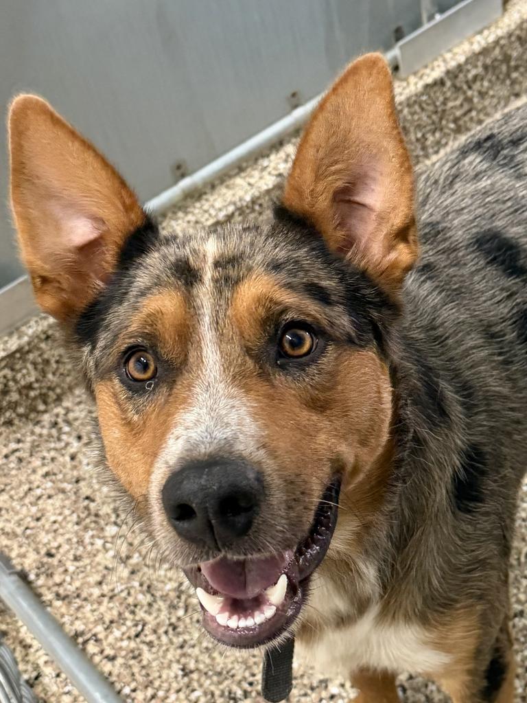 Enlarge Rex, a Adoptable Australian Cattle Dog / Blue Heeler in Amery, WI image 3/4