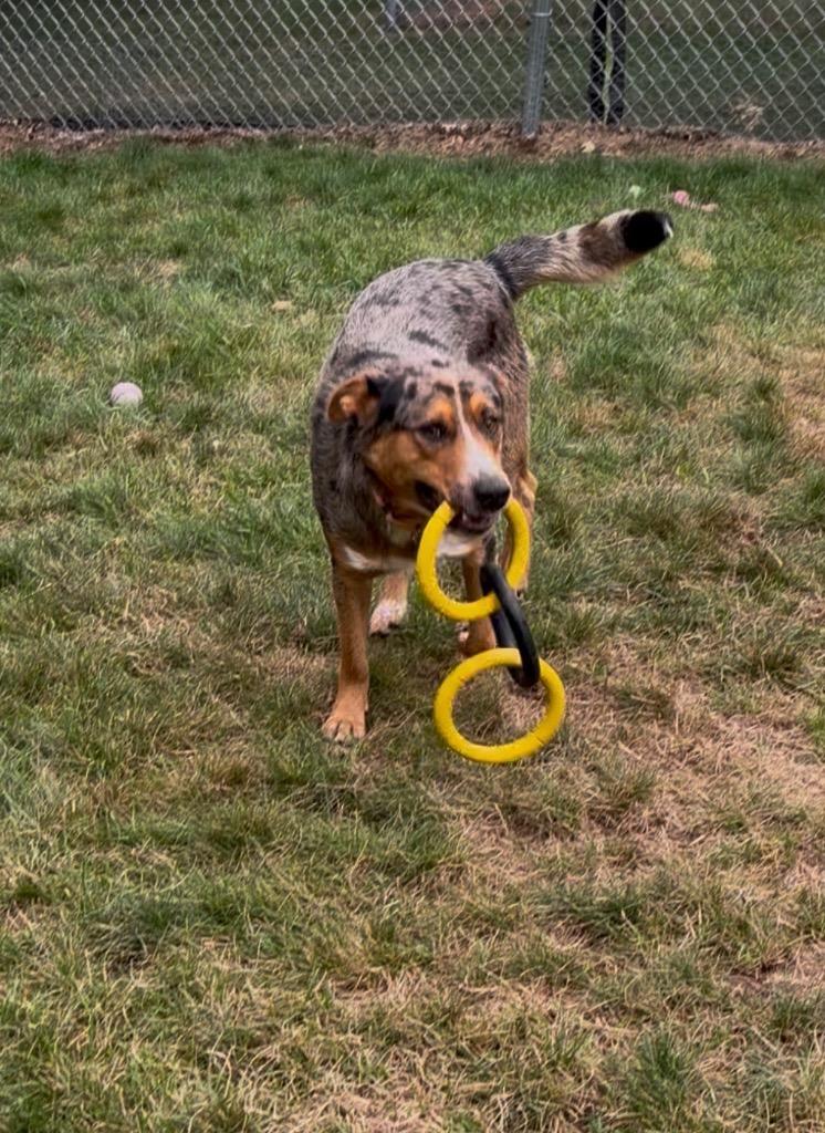 Enlarge Rex, a Adoptable Australian Cattle Dog / Blue Heeler in Amery, WI image 4/4