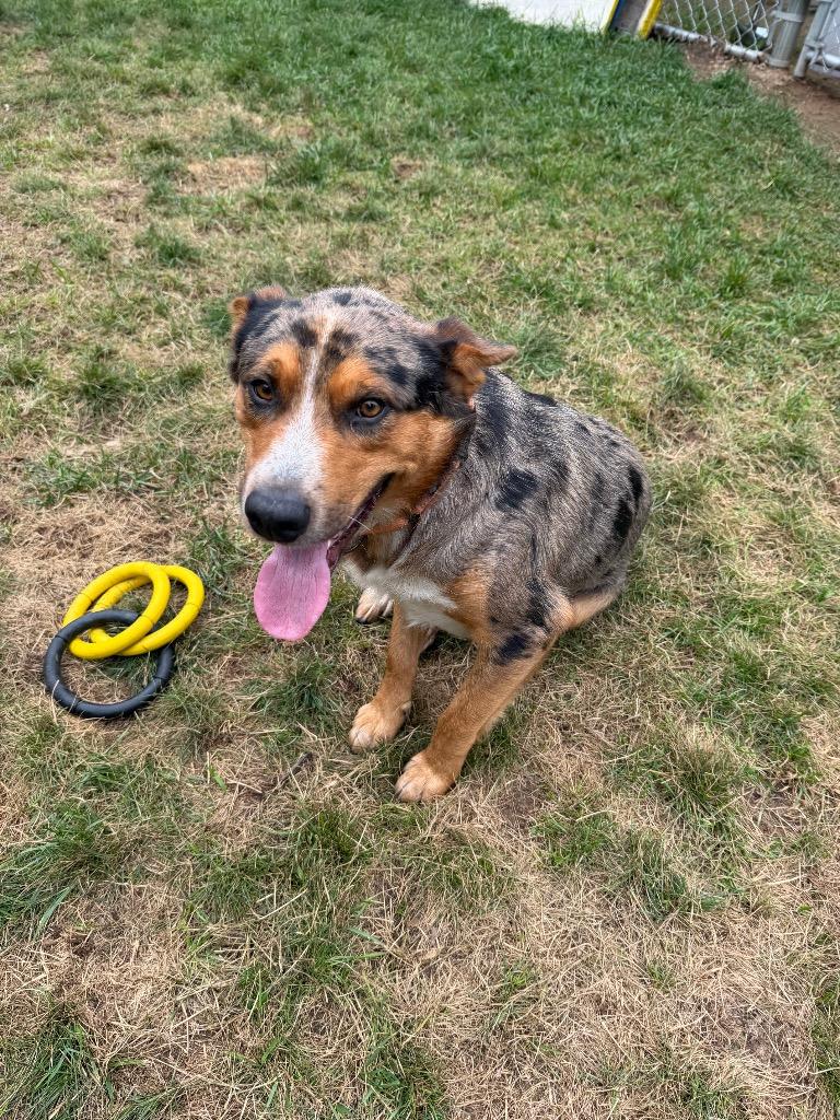 Enlarge Rex, a Adoptable Australian Cattle Dog / Blue Heeler in Amery, WI image 2/4
