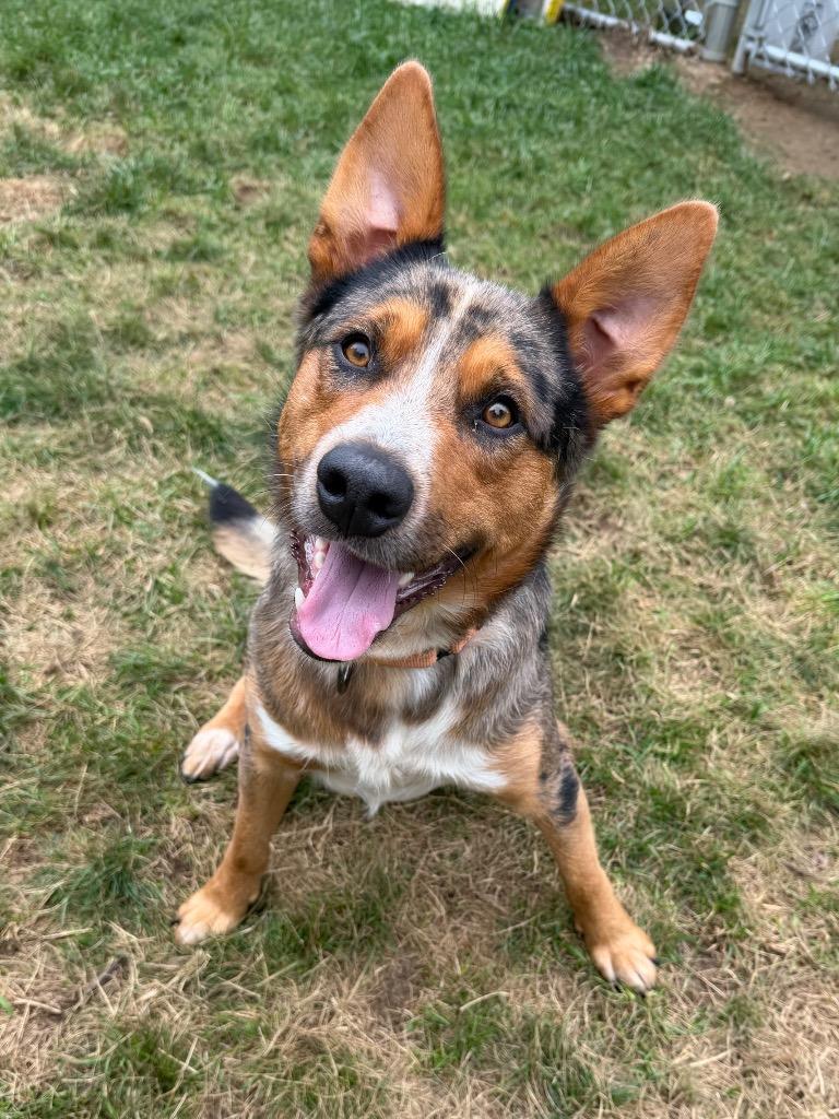 Enlarge Rex, a Adoptable Australian Cattle Dog / Blue Heeler in Amery, WI image 1/4
