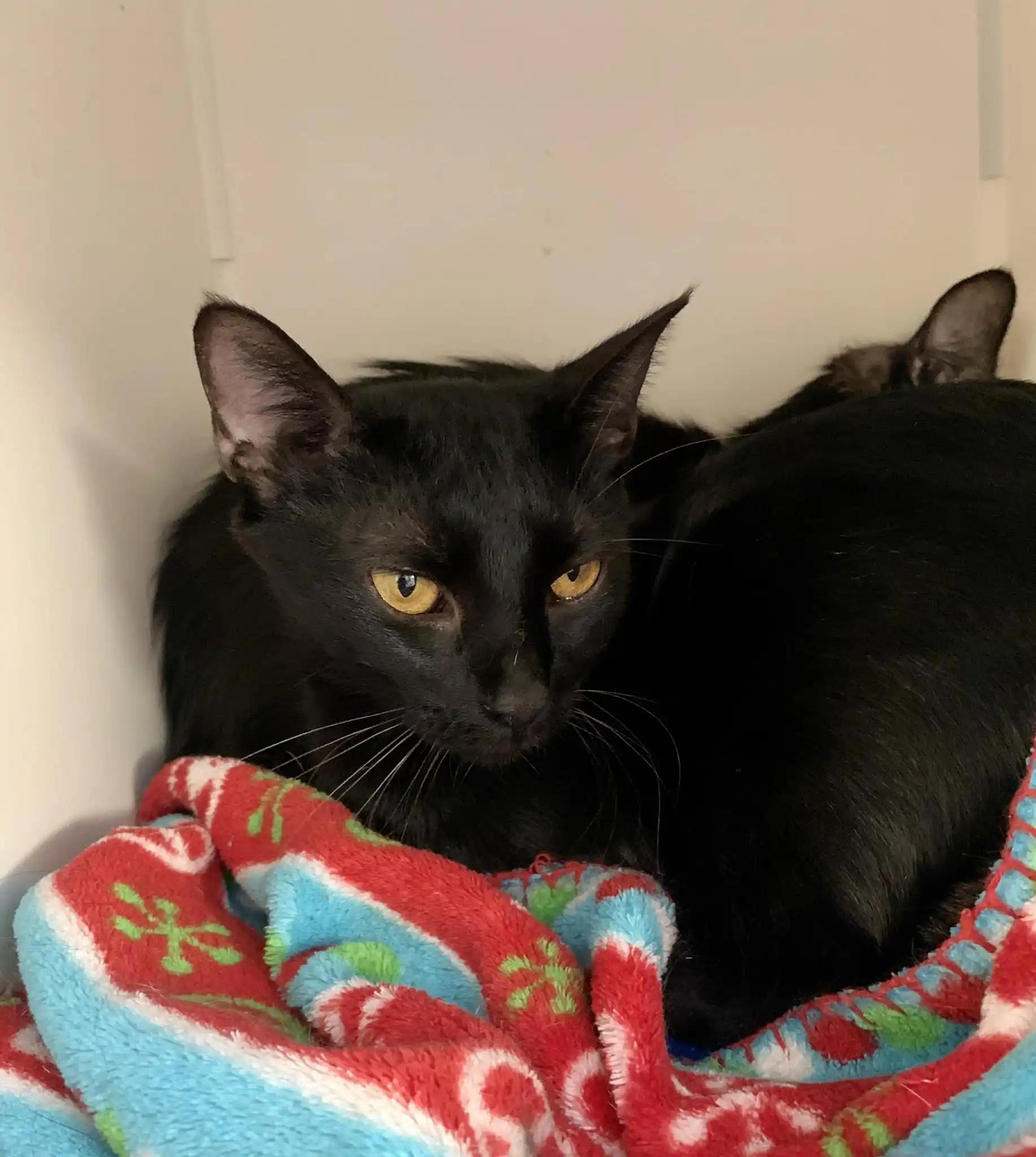Kermit, Adult Female American Bobtail