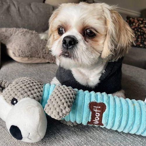 Simba, Adoptable, Senior Male Shih Tzu.