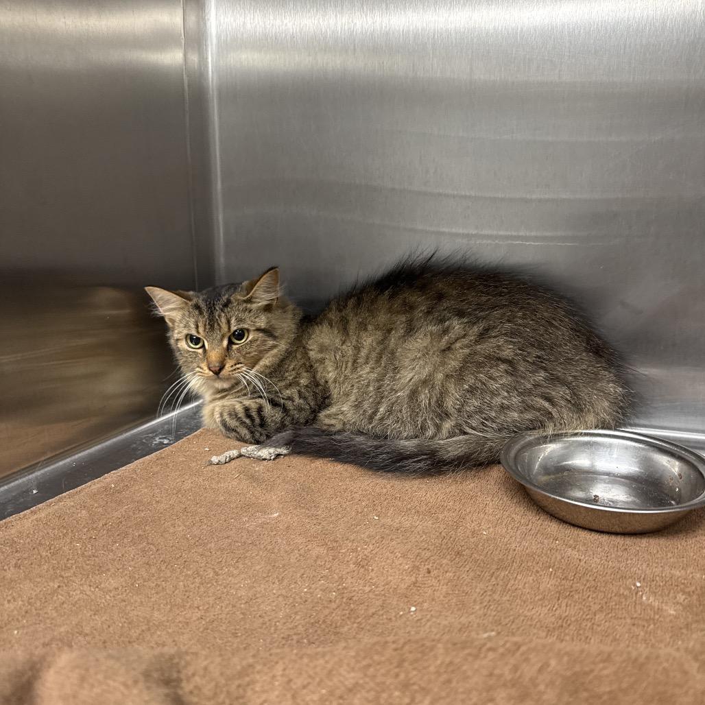 Enlarge Butterfly, a Adoptable Domestic Medium Hair in Attica, NY image 1/2