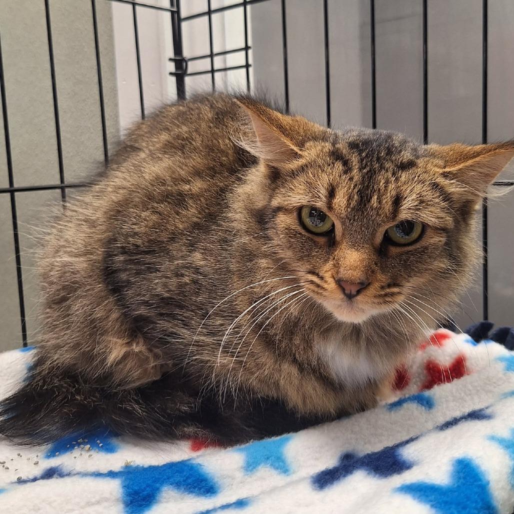Enlarge Butterfly, a Adoptable Domestic Medium Hair in Attica, NY image 2/2