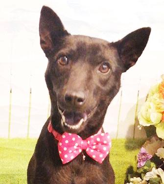 Enlarge HENNA, a Adoptable mixed breed in Castro Valley, CA image 1/3