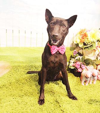 Enlarge HENNA, a Adoptable mixed breed in Castro Valley, CA image 2/3