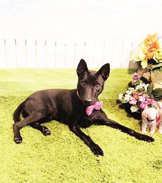 Enlarge HENNA, a Adoptable mixed breed in Castro Valley, CA image 3/3