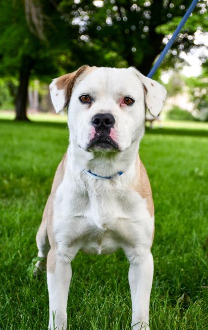 Bankroll, a Adoptable mixed breed in Yakima, WA image 1/3