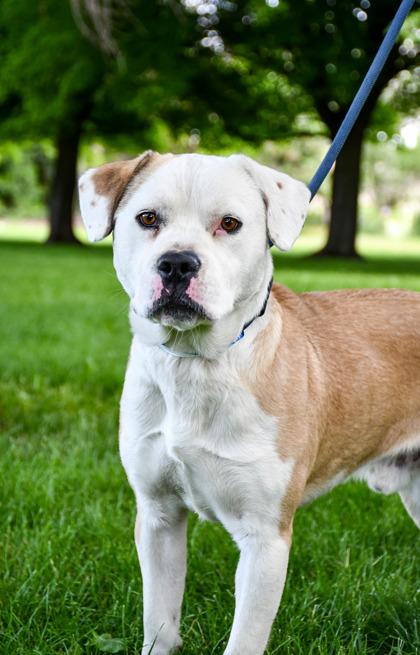 Bankroll, a Adoptable mixed breed in Yakima, WA image 2/3