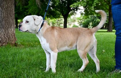 Bankroll, a Adoptable mixed breed in Yakima, WA image 3/3