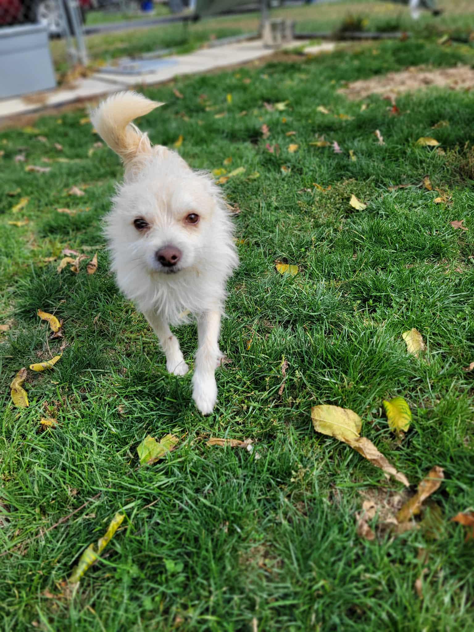 Toby