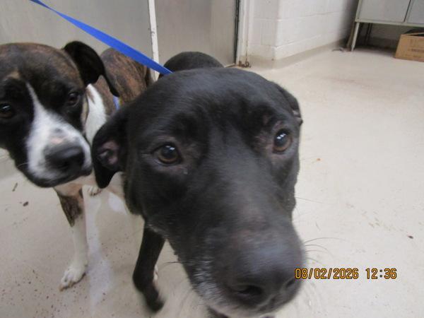 Enlarge Riley(849), a Adoptable mixed breed in Marietta, GA image 1/1