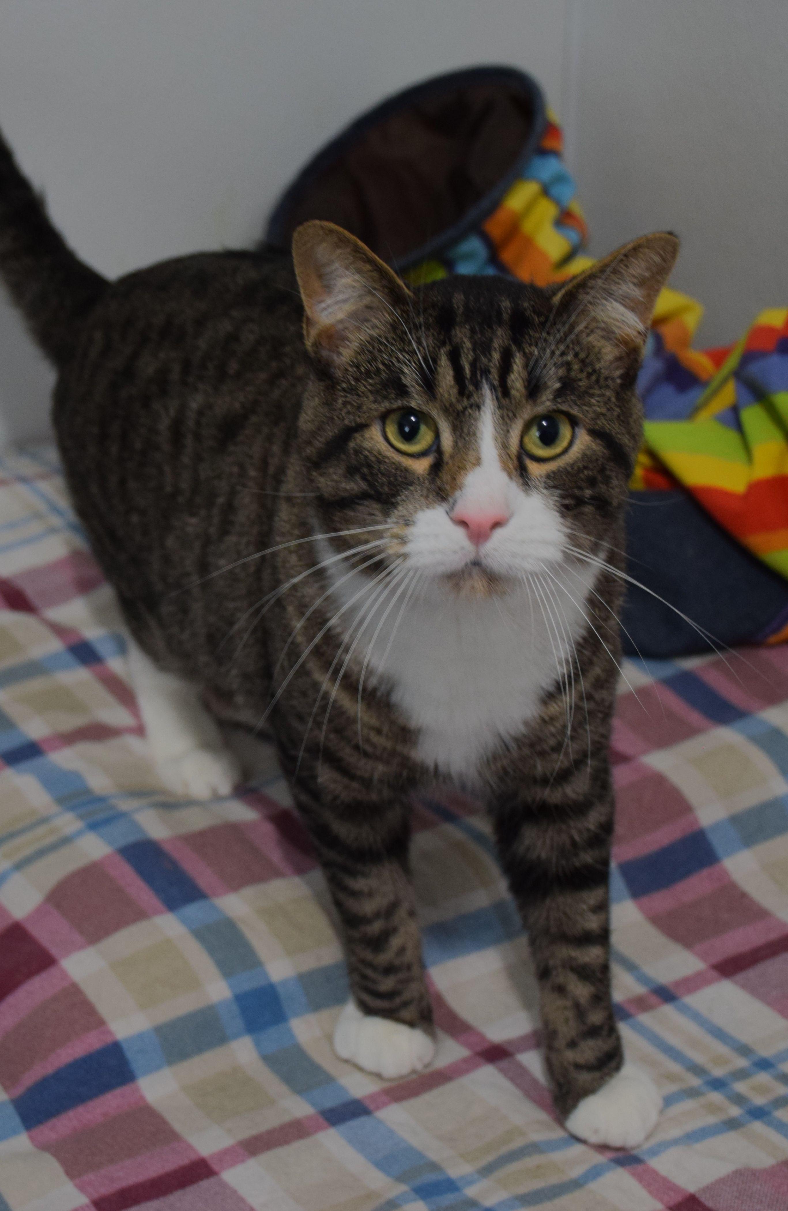 Enlarge Milo, a Adoptable Tabby in Claresholm, AB image 1/1
