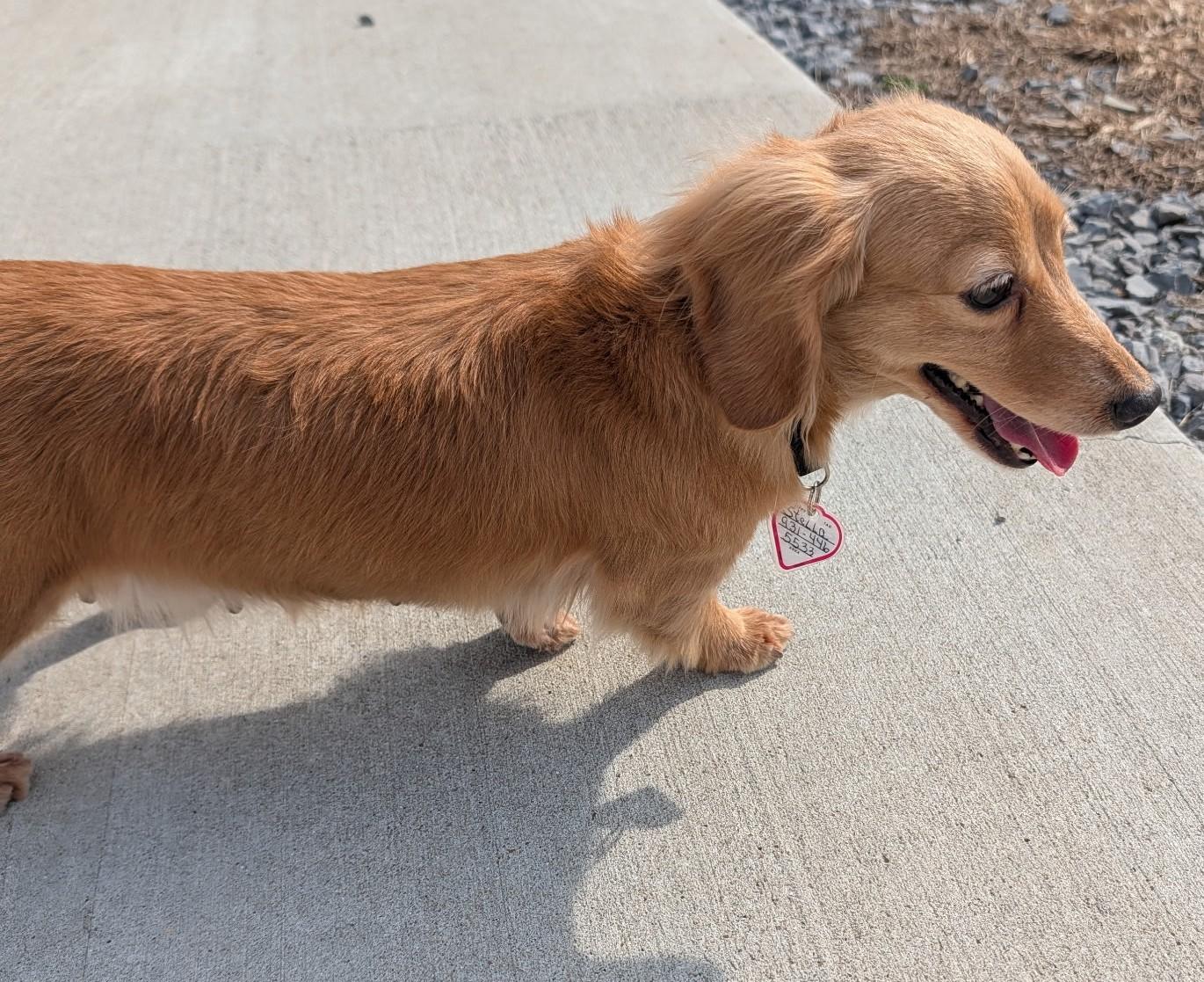 Enlarge Stella in TN, a ADOPTABLE Dachshund (Long Haired) in Shelbyville, TN image 2/6
