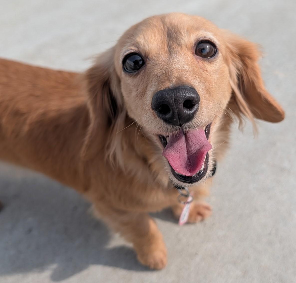 Enlarge Stella in TN, a ADOPTABLE Dachshund (Long Haired) in Shelbyville, TN image 5/6