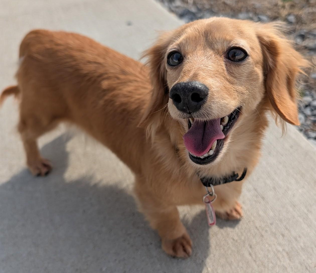 Enlarge Stella in TN, a ADOPTABLE Dachshund (Long Haired) in Shelbyville, TN image 4/6