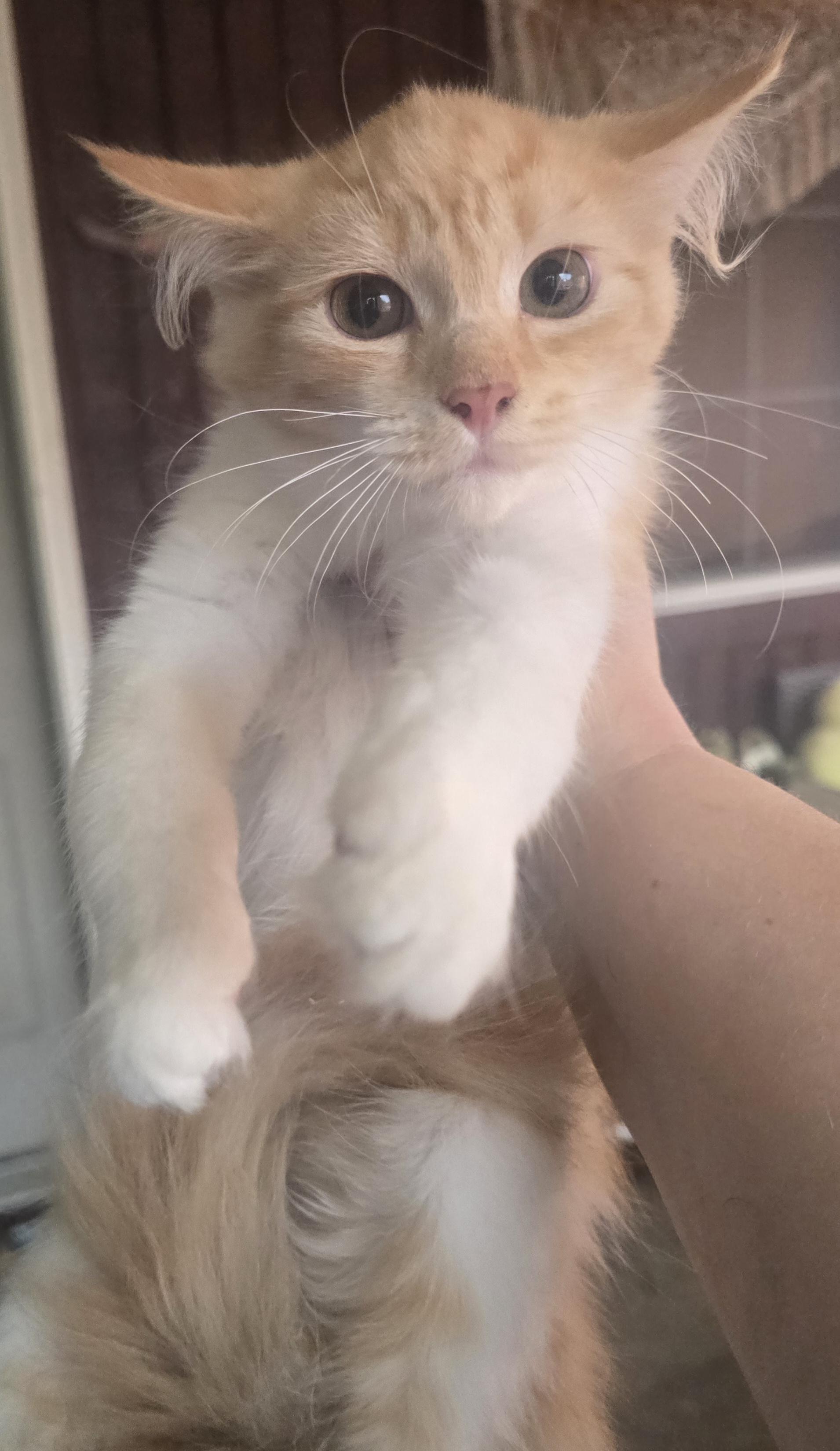 Enlarge Rajah, an adopted Domestic Long Hair in Elizabeth, PA image 5/5
