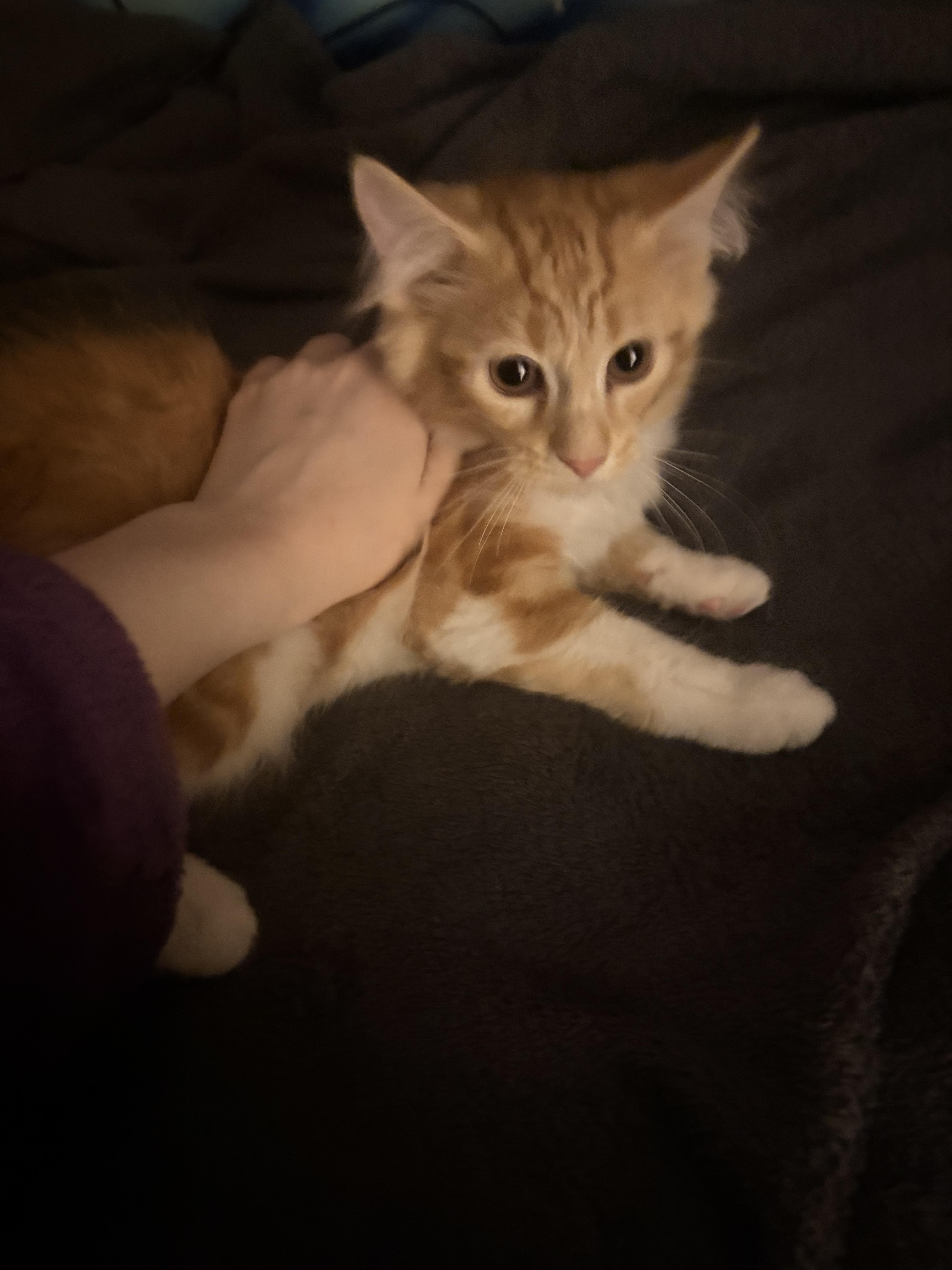 Enlarge Rajah, an adopted Domestic Long Hair in Elizabeth, PA image 4/5