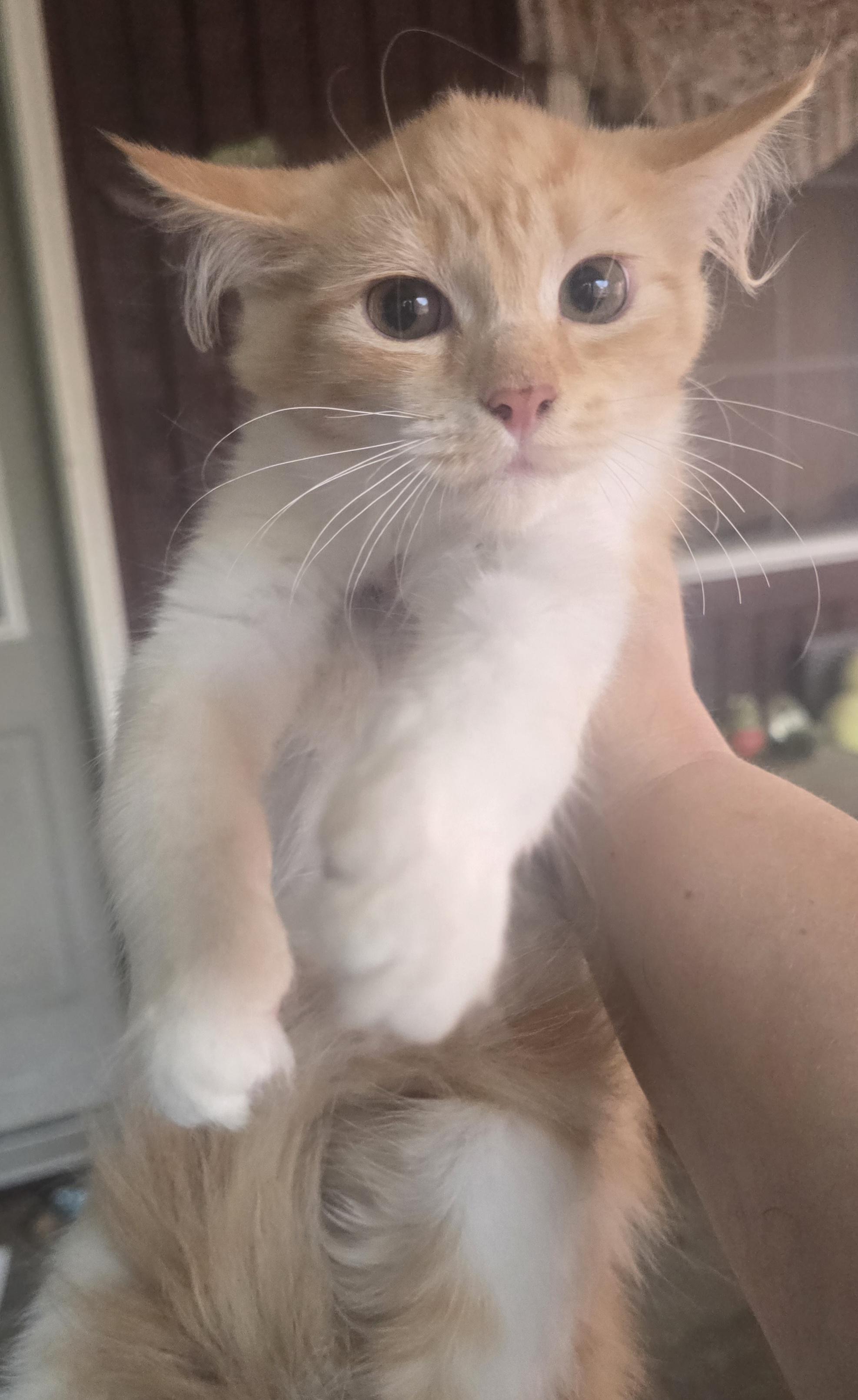 Enlarge Rajah, an adopted Domestic Long Hair in Elizabeth, PA image 2/5
