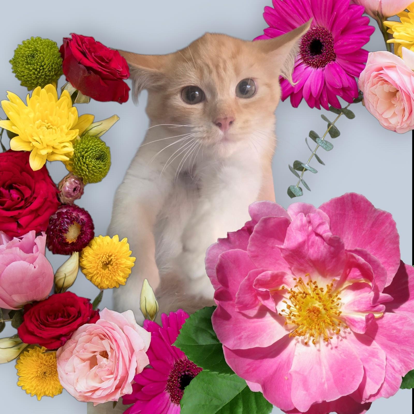 Rajah, adopted, Kitten Female Domestic Long Hair.