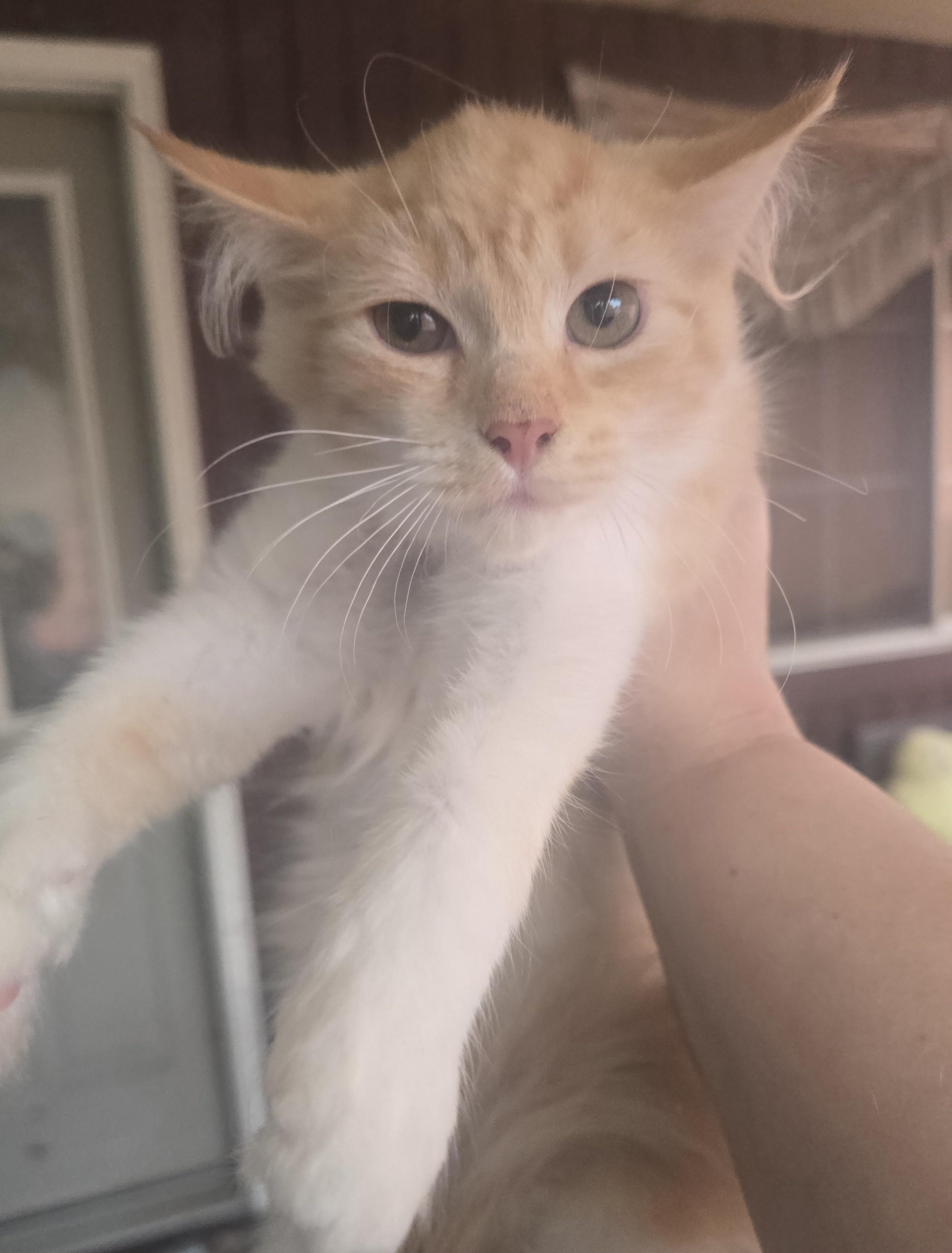 Enlarge Rajah, an adopted Domestic Long Hair in Elizabeth, PA image 3/5