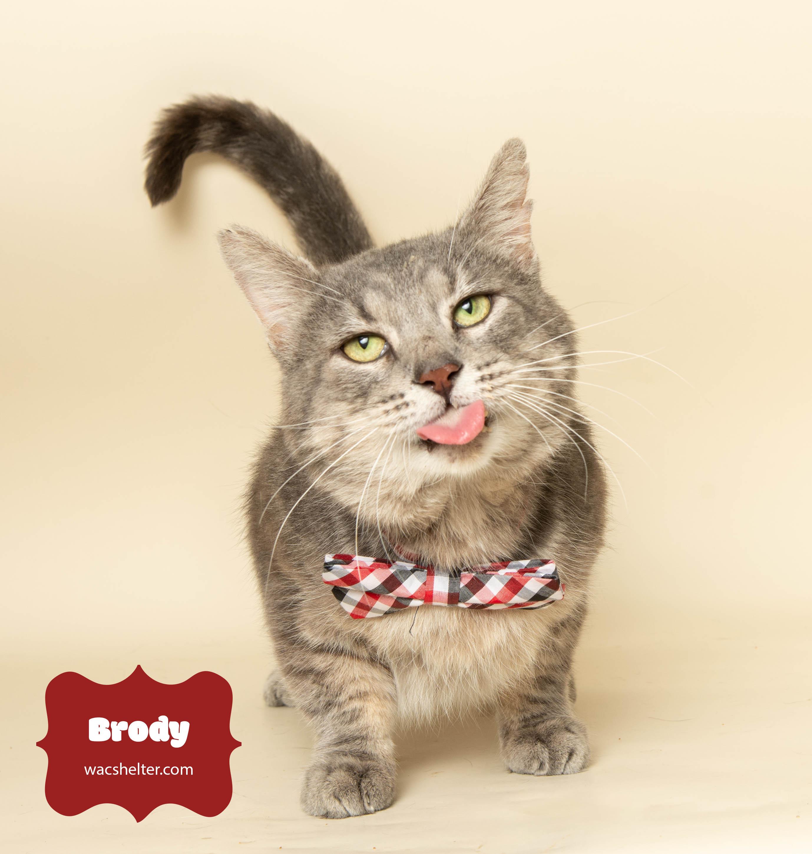 Enlarge BRODY (FIV Positive), a Adoptable Domestic Short Hair in Huntly, IL image 3/3
