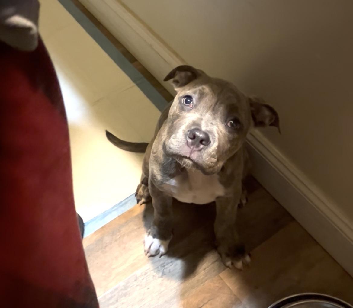 Enlarge Bubba , a ADOPTABLE Pit Bull Terrier in Hamburg, NJ image 2/2