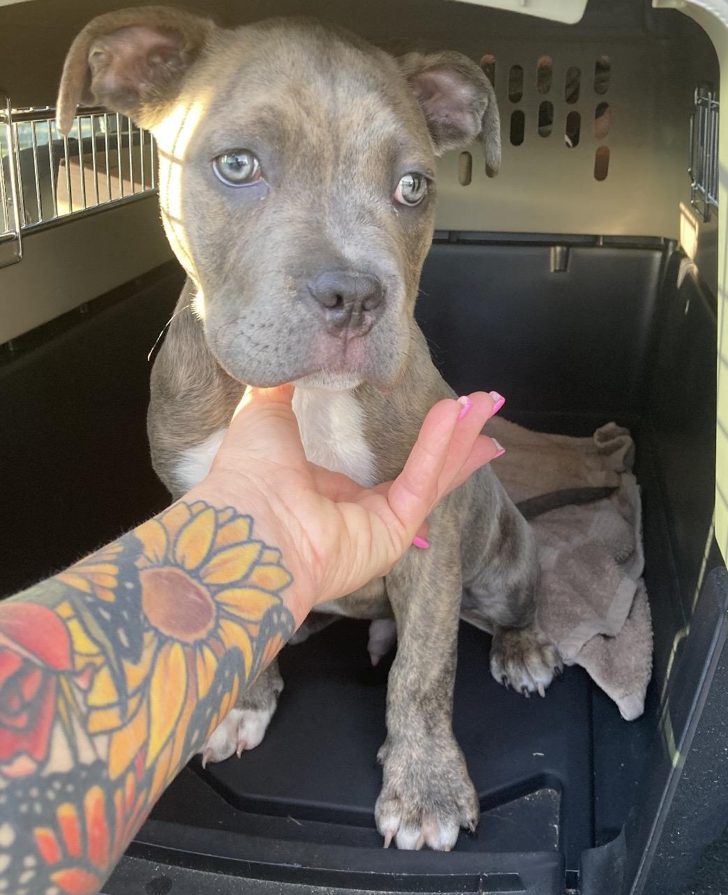 Bubba , ADOPTABLE, Puppy Male Pit Bull Terrier.